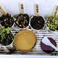 ブロッコリースプラウト,バルコニー,ルビーカイワレ大根栽培,紫カイワレ大根栽培,大阪四十日大根カイワレ栽培の画像