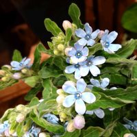 ブルースター,オキシペタラム ブルースター,好きな色,青い花,大好きな花の画像