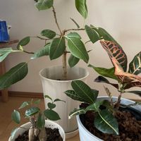 観葉植物,癒し,キッチン,リビング・ダイニングの画像