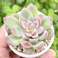 レッドベルベット☓ラウイ,レッドベルベット☓ラウイ,成長記録 レッドベルベット×ラウイ,神奈川タニラー,多肉男子の画像