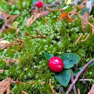 ツルアリドオシ,蔓蟻通し,雑草,山野草,野草の画像