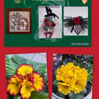 クンシラン,シャコバサボテン,プリムラ　ジュリアン,シロスジアマリリス,バラ咲ジュリアン マスカットのジュレの画像