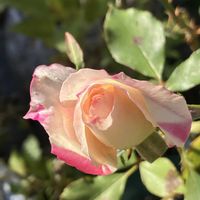 サザンカ,バラ,柚子,ハキダメギク,ニャンニャン 祭りの画像