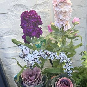 ストック,葉牡丹萌花ショコラ,葉牡丹 萌花,斑入りアベリア,クリオネビオラの画像