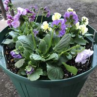 オレガノ,葉牡丹,ラベーンダー,庭の花,お花好きの画像