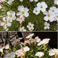 オキザリス,オキザリス・バーシカラー,鉢植え,可愛らしい,花のある暮らしの画像