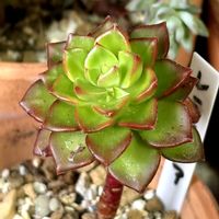 レティジア,レティジア,アエオニウム キウイ,ムーンストーン,癒しの画像