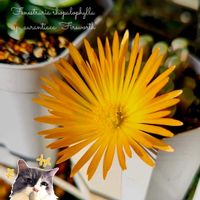 フェネストリア ベビートゥ,朱鈴玉,フェネストラリア ベビートゥ,多肉植物,観葉植物の画像