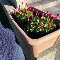 オキザリス,散歩,ピンクの花,12月,名古屋市の画像