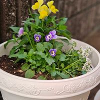 アリッサム,キンギョソウ,ビオラ,ビオラ・パンジー,植物大好きの画像