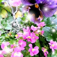 サルビア・ガラニチカ,フリル咲きパンジー,宿根ネメシア ピンク,イエローブルーソワール,寄せ植え大好きの画像