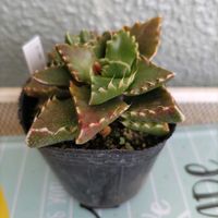 アルブカ スピラリス,銀翁丸,ギムノカリウム　ミハノビッチ,多肉植物,塊根植物の画像