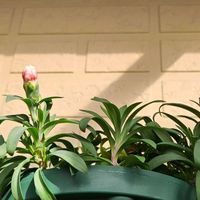 ダイアンサス,ダイアンサス　スプリングフェスティバル　ファンシーサーモン,鉢植え,明るい日陰,プランターの画像