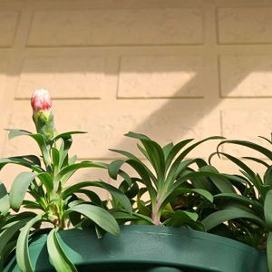 ダイアンサス,ダイアンサス　スプリングフェスティバル　ファンシーサーモン,鉢植え,明るい日陰,プランターの画像