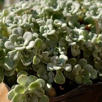 セダム,白雪ミセバヤ,エケベリア レッドシャンペーン,多肉植物,多肉初心者の画像