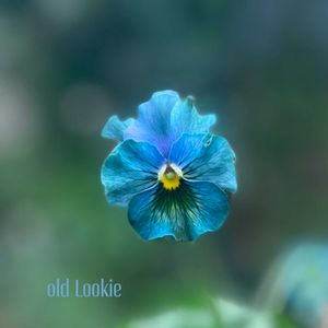 パンジー・ビオラ,神戸べっぴんさんビオラ,神戸べっぴんさん　オールドルーキー,神戸べっぴんさんビオラ オールドルーキー,寄せ植えの画像