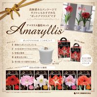 アマリリス,カネコ種苗,カネコ種苗株式会社,アマリリス栽培セットの画像