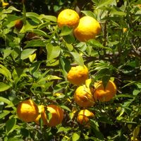 柚子,ユズ,ミカン科,植栽,ご近所散歩の画像