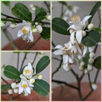 ヒヤシンス,ヒヤシンス,柚子,柚子,柚子の花の画像