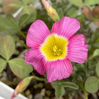 オキザリス,Oxalis obtusa,Oxalis obtusa,Oxalis obtusa,Oxalis obtusa Rounded Pinwheelの画像