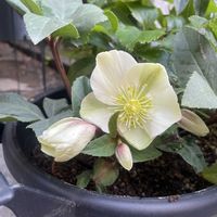 クリスマスローズ,花のある暮らし,癒し…♡,おうち園芸,玄関アプローチの画像