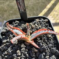 ユーフォルビア属,アロエ カスティロニアエ ハイブリッド,アロエ  ハイブリッド,多肉植物,塊根植物の画像