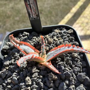 ユーフォルビア属,アロエ カスティロニアエ ハイブリッド,アロエ  ハイブリッド,多肉植物,塊根植物の画像