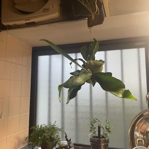 チランジア,メラノクラテル,コーヒーの木,ダバリア　ラビットフッド,多肉植物の画像