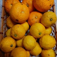 レモン,柚子,花ゆず,ユズ,我が家の果物の画像