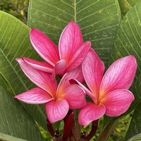 プルメリアの画像