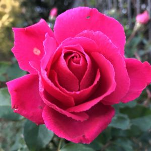 ローズうららＴＭ（旧名うらら）,バラ パウルクレー,地植え,太陽大好き,ばら バラ 薔薇の画像