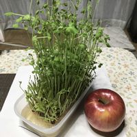 オレガノ,葉牡丹,ラベーンダー,庭の花,お花好きの画像