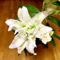 カサブランカ,大輪,花のある暮らし,緑のある暮らし,iPhone撮影の画像