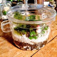 苔テラリウム,つぶやき,北海道,ありがとう,月曜日の画像