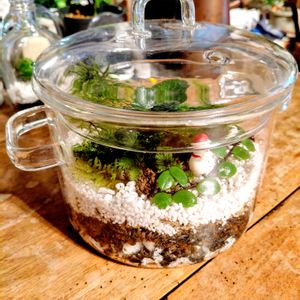 苔テラリウム,つぶやき,北海道,ありがとう,月曜日の画像