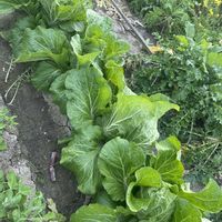 白菜,白菜 オレンジクイン,白菜　ほまれ,白菜　無双,白菜　新あずま山東の画像