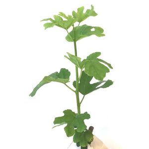 イチジク,いちじく,植え替え,室内栽培,挿し木苗の画像