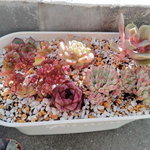 花火,ムーンストーン,レッドベリー錦,フロリアナ,多肉植物の画像