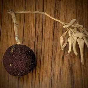 柚子,アオツヅラフジ,ユズ,青葛藤,冬の訪れの画像