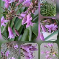 サザンカ,ツバキ,ツルバキア,パンジー,大輪✨の画像