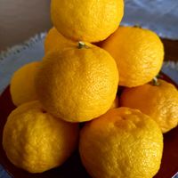 ビオラ,獅子柚子,ユズ,ゲブラ　オリジナルmix,モフーラの画像