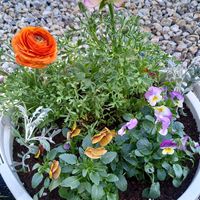 シロタエギク,ラナンキュラス,ビオラ,鉢植え,ガーデニングの画像