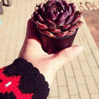 紅葉多肉,テラス,庭の画像