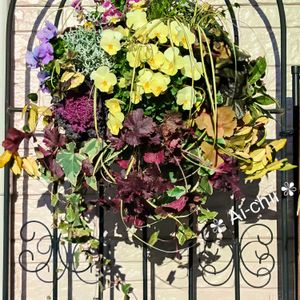 アジュガ,コデマリ,ハボタン,アイビー,ビオラの画像