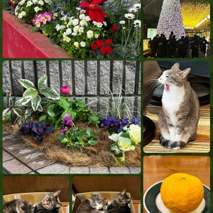 ハボタン,ハボタン,ポインセチア,斑入りヤブコウジ,ハクリュウの画像