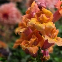 キンギョソウ,キンギョソウ,キンギョソウ,キンギョソウ,つぼみ！！の画像