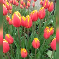 シャリンバイ,アイスチューリップ,アイスチューリップ,アイスチューリップ ハニーファンダモスト,冷凍チューリップ ハニーファンダーモストの画像