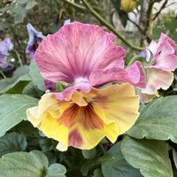 寄せ植え,ガーデニング,冬の庭の画像