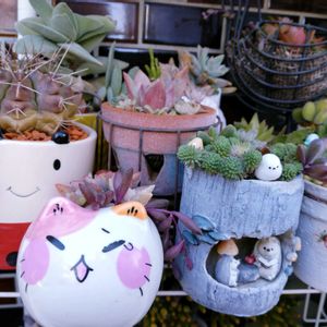 多肉植物いろいろ,多肉植物の寄せ植え,多肉植物,多肉寄せ植え,多肉棚の画像