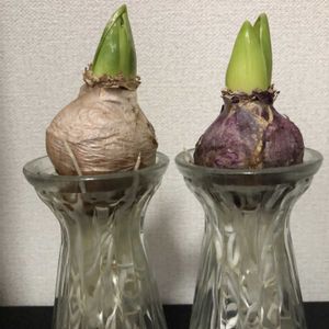 桜吹雪,がらくのまい,こだからそう,いつもありがとう(*˘︶˘*).｡.:*♡,ヒヤシンス水栽培の画像